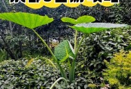 成都休闲指南：本地人私藏的慢生活宝典