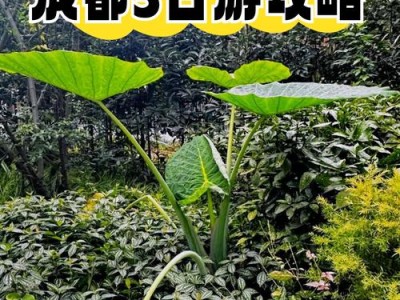 成都休闲指南：本地人私藏的慢生活宝典